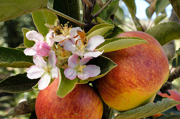 красные яблоки на дереве rippening - apple flowers стоковые фото и изображения