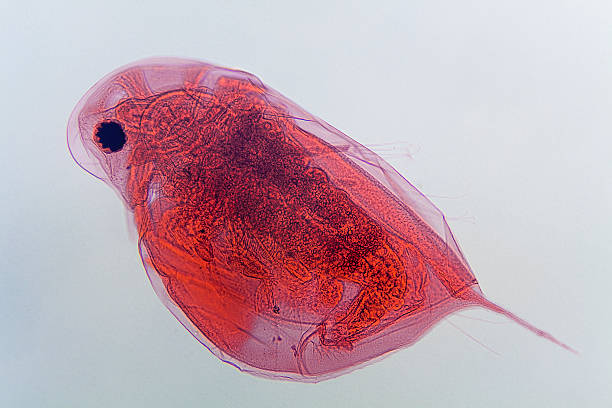 ダフニアの顕微鏡 - daphnia water flea high scale magnification micro organism ストックフォトと画像