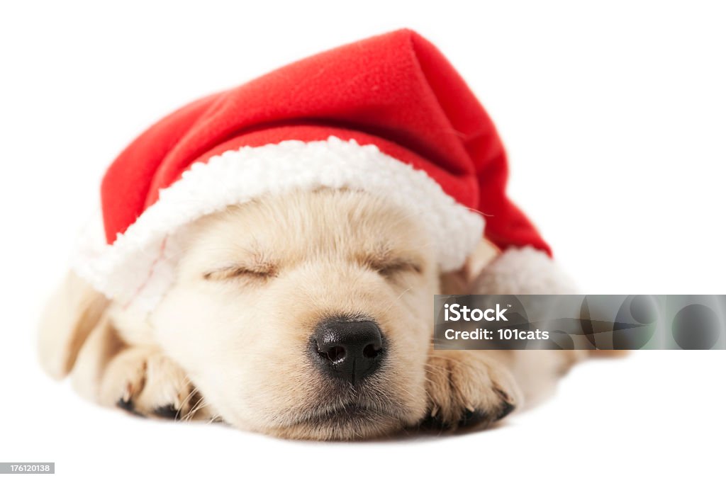 santa dog celebration days Animal Stock Photo