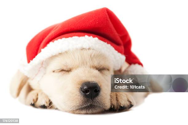 Santa Dog Stock Photo - Download Image Now - Animal, Animal Body Part, Celebration Event