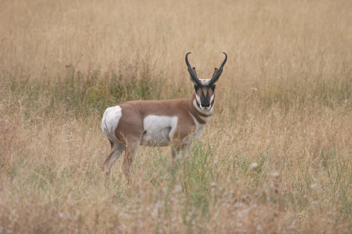 Full body shot of pronghorn antelope.