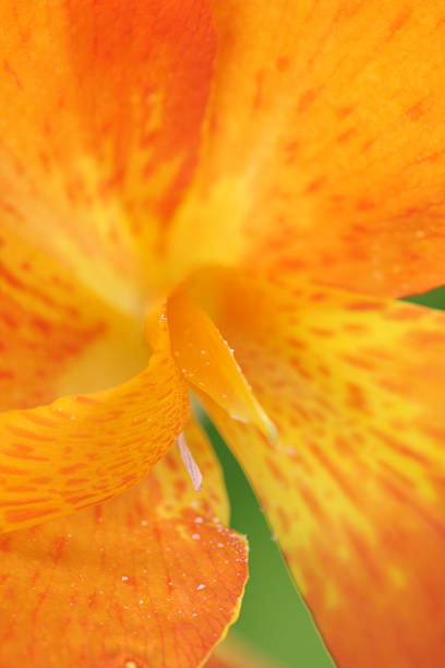 istock Canna lily close up 176120383