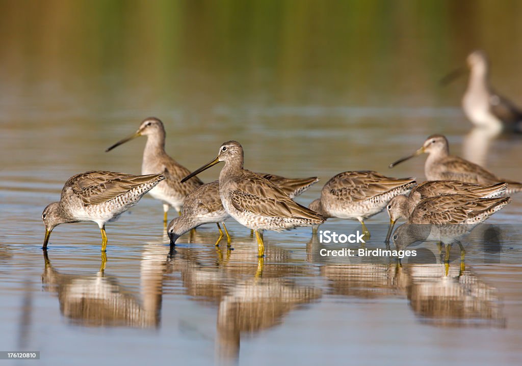 Dowitchers-Shortbilled - Zbiór zdjęć royalty-free (Bez ludzi)