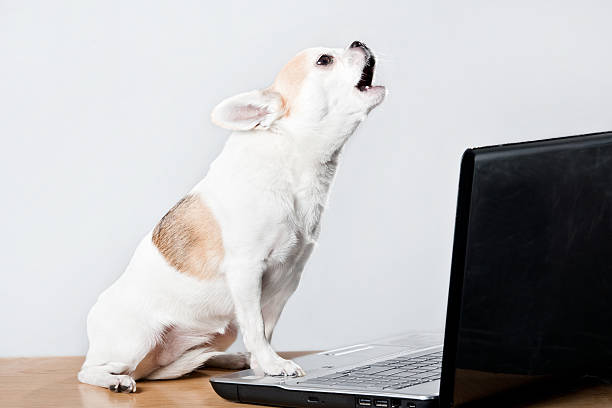 istock Chihuahua howling at a laptop 176120816
