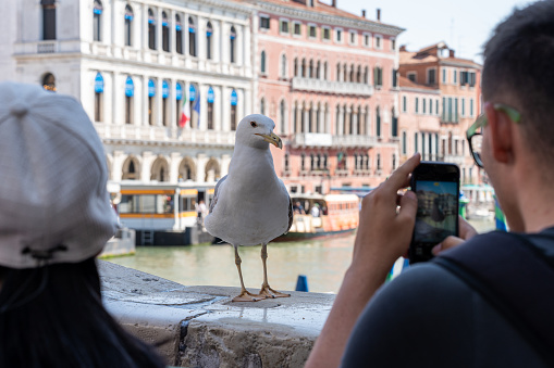 Venice, Veneto, Italy- June 26, 2023; On the bridge of rio alto a seagull has perched on the stone of the bridge, very close to some tourists, who take advantage of the proximity to take a picture with their smartphone to the seabird.