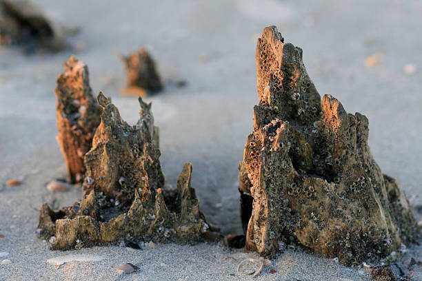 Barnacle Post 50+ Barnacle Wooden Post Commercial Dock Pier Stock Photos, Pictures ...