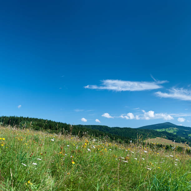 istock Square spring landscape 64MPix XXXL - meadow, blue sky 176121187