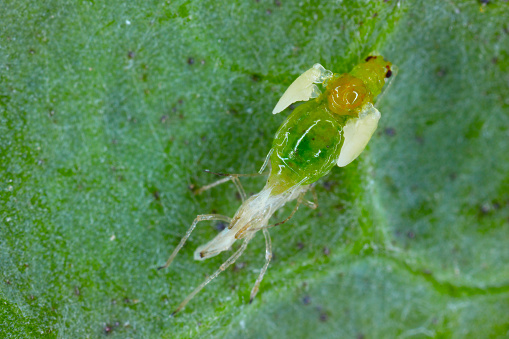 An green peach aphid (Myzus persicae) shedding its cuticle and molting from the nymph stage to an adult, winged individual in high magnification.