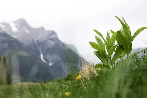 "Focus on some green leaves in front of a mountain range (Hagen Mountains, Austria)"