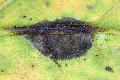 Early signs of necrosis on this horse chestnut leaf, shown up by back-illumination through the leaf. Only days to go before it forms part of this year's autumn leaf fall.