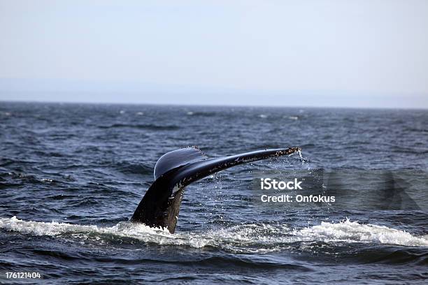 Photo libre de droit de Queue De Baleine À Bosse Sur Le Fleuve Saintlaurent Québec banque d'images et plus d'images libres de droit de Baleine