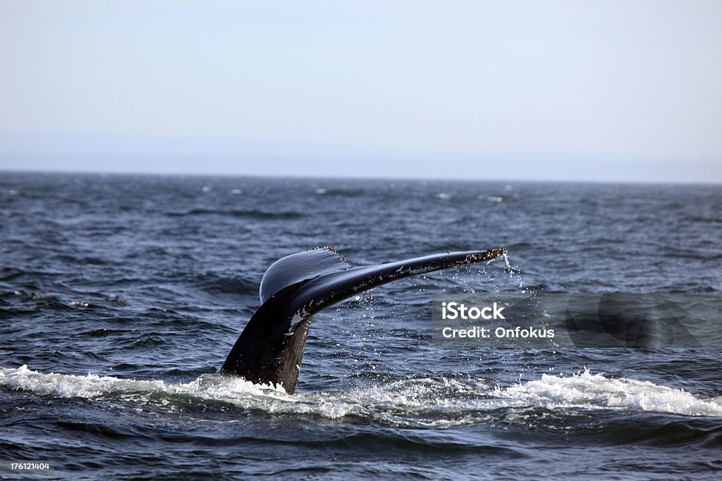 Długopłetwiec Tail na St Lawrence River, Quebec - Zbiór zdjęć royalty-free (Charlevoix)