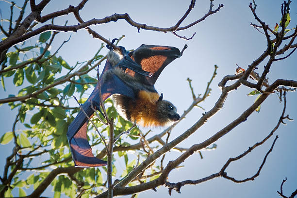 Crazy Bat stock photo