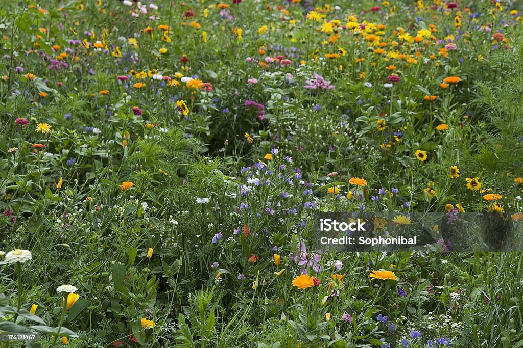 Gemischte Blumen auf einer Sommer-Wiese - Lizenzfrei Blume Stock-Foto