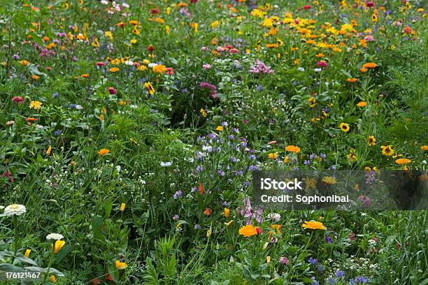 Gemischte Blumen Auf Einer Sommerwiese Stockfoto und mehr Bilder von Blume - Blume, Blumenbeet, Blüte