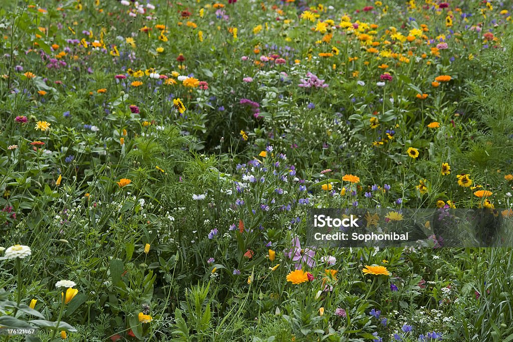 花柄をミックスし、夏の草地 - カラフルのロイヤリティフリーストックフォト