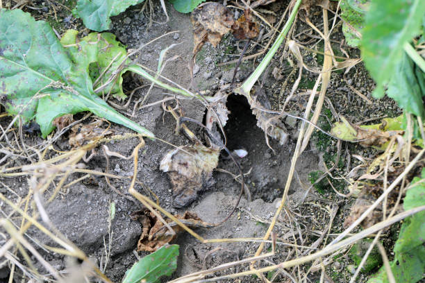 istock Sugar beet plant damaged, eaten by pests - rodents, vole, mouse. 1761214703