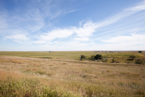 Two females deer in the meadow.