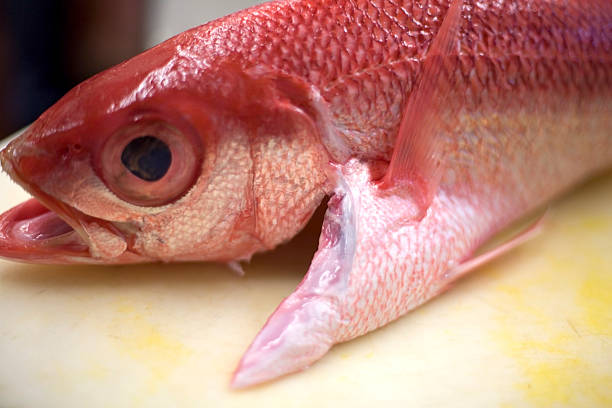 Red snapper A very fresh red snapper--close up shot of the head and eye. fillet red snapper fish raw stock pictures, royalty-free photos & images