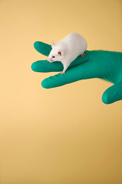 istock White mouse balancing on fingers of green gloved hand 176121599