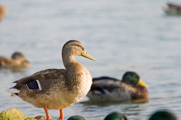 istock Beautiful Duck looking at the water 176121608