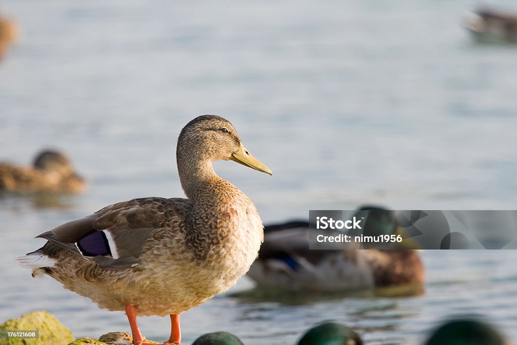 Bela pato com vista para a água - Foto de stock de Animal royalty-free