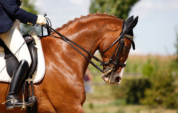 istock Dressage horse 176121622