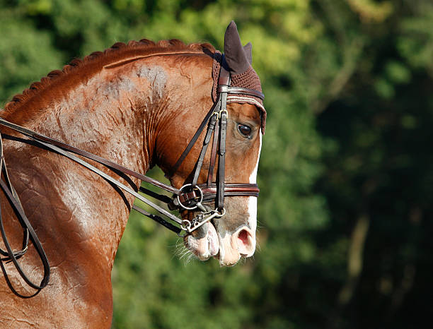 head of a thoroughbred horse in equestrian competition
