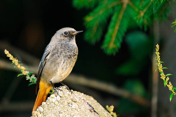 colirrojo real - phoenicurus fotografías e imágenes de stock