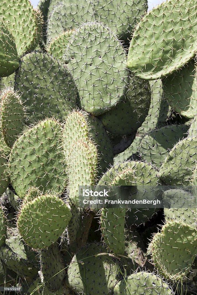 Prickly pear cactus - Lizenzfrei Arizona Stock-Foto