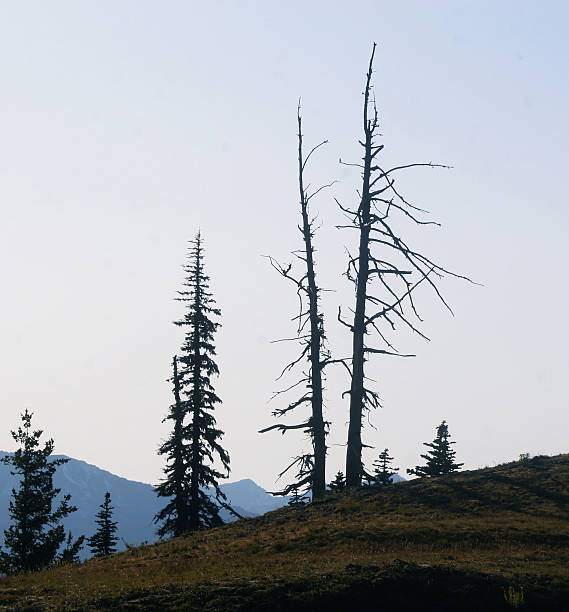 istock Starkness of Two Dead Trees Against the Sky 176122426
