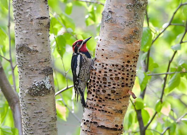 istock Red-naped Sapsucker - Woodpecker 176122559