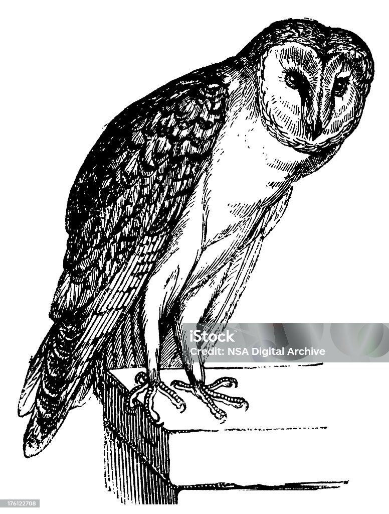 Effraie des clochers, oiseau Antique Illustrations - Illustration de Chouette libre de droits