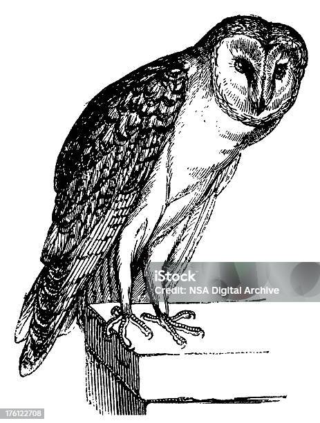 Barn Owl Antique Bird Illustrations Stock Illustration - Download Image Now - Barn Owl, Black And White, Owl