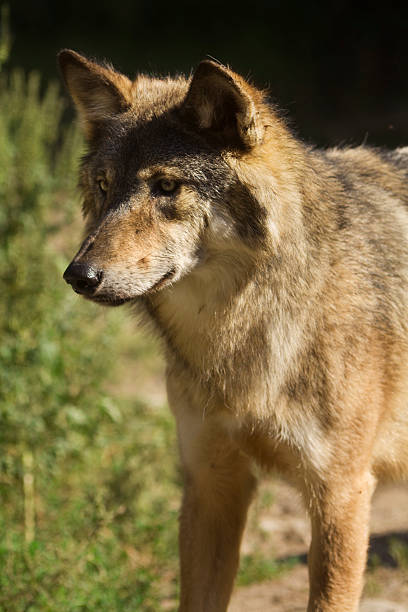 istock Portrait of a Minnesota Gray Wolf 176122937
