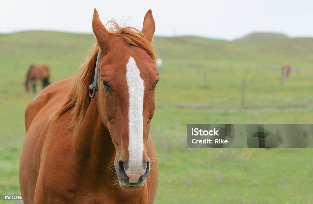 Zdjęcie amerykańska Quarter Horse - Zbiór zdjęć royalty-free (Bliskie zbliżenie)