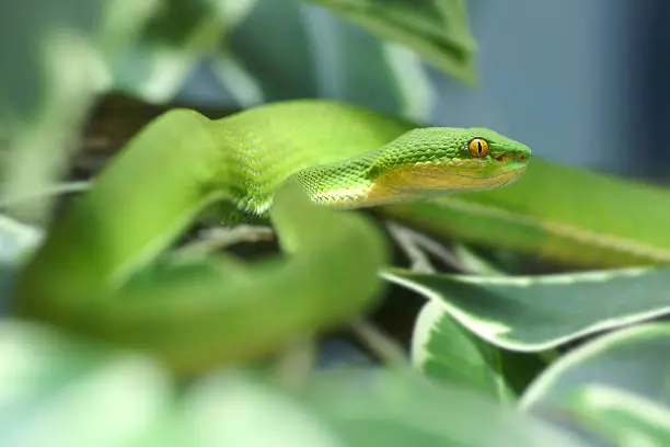 Photo of White-lipped Pit Viper Danger Green Snake
