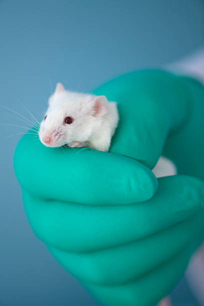 istock White mouse being held tightly by a green gloved hand 176123344