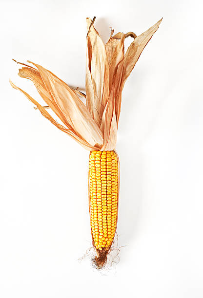 secas espiga de milho - corn corn crop corn on the cob isolated - fotografias e filmes do acervo