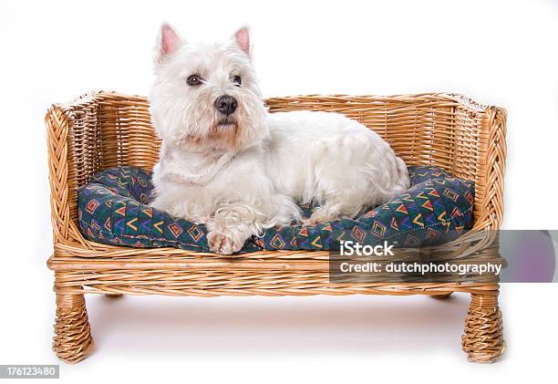 White Terrier No Sofá - Fotografias de stock e mais imagens de Animal - Animal, Animal Doméstico, Animal de Estimação