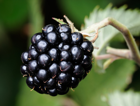 Ripe Blackberry Macro - Grown in the Wild (XXXL). 150mm 1:1 Macro lens + Nikon D3X. Beauty Dish to perfectly lighten up the berry. Great Detail and Quality!