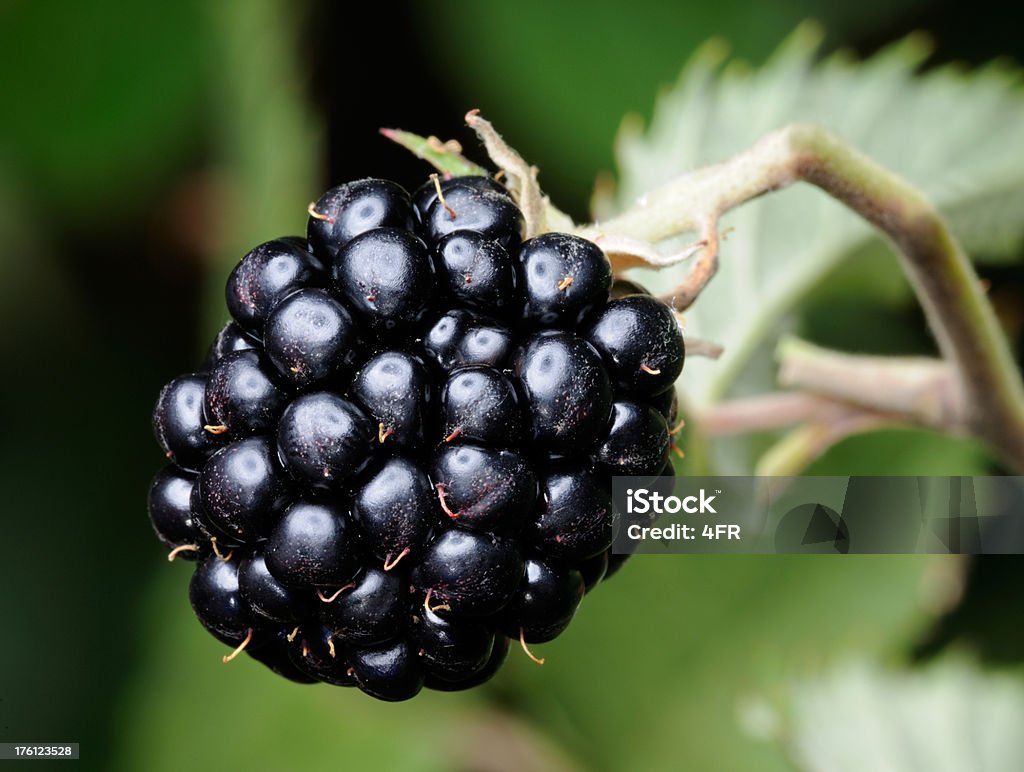 Blackberry Macro cultivados na vida selvagem (XXXL - Foto de stock de Alimentação Saudável royalty-free