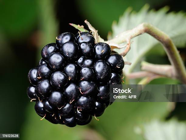 Foto de Blackberry Macro Cultivados Na Vida Selvagem Xxxl e mais fotos de stock de Alimentação Saudável - Alimentação Saudável, Amora, Amora Silvestre