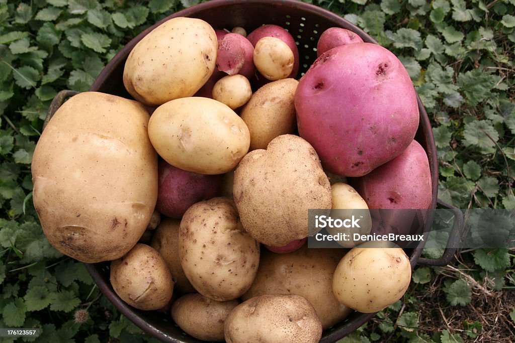 Batatas - Royalty-free Batata Yukon Gold Foto de stock