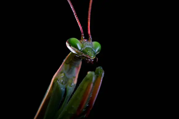 Photo of Green praying mantis