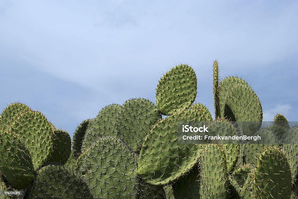 Cactus de fronteira - Foto de stock de América do Sul royalty-free