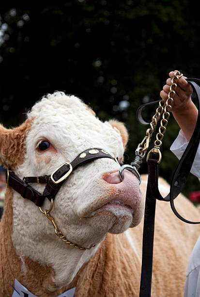 istock Agricultural Show - Leading by the nose 176124317