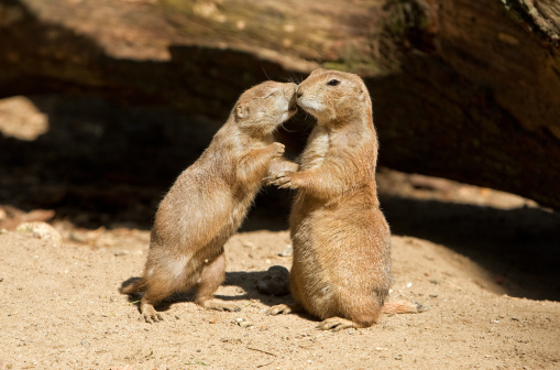 Love communication between two black tailed prairie dogs  (Cynomys ludovicianus). Please have a look at my other prairie dog photos.
