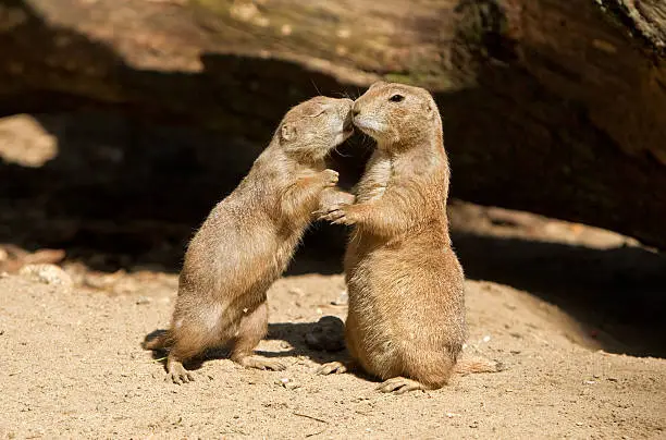 Photo of Black Tailed Prairie Dog Love (Cynomys ludovicianus)