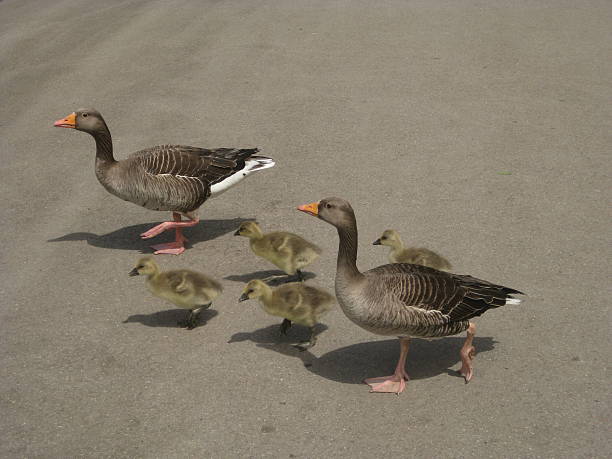 família de ganso - walking bird teamwork water bird imagens e fotografias de stock